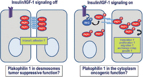 Figure 4. Regulation of PKP1 function by insulin/IGF-1-signaling.