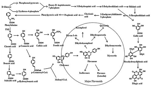 Figure 1 Summarized phenolic acids and flavonoids branch of the phenylpropanoid biosynthetic pathway.