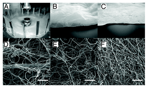 Figure 1. Morphology of layers produced by Forcespinning® technology (A). Macroscopic view of Sample 2 deposited by static deposition (B). Macroscopic view of Sample 3 deposited by vacuum assisted deposition (C). SEM morphology of Sample 1 (D), Sample 2 (E), Sample 3 (F). Scale bar 100 μm.
