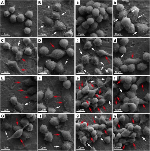 Figure 8 SEM images of RAW 264.7 cell morphology after culturing for 1 and 3 days on different samples.Notes: Uppercase letters and lowercase letters indicate the images after 1 and 3 days of culture: (A, a), Ti; (B, b), Ti surface with 1 μg/mL LPS treatment; (C, c), 5VZn surface with 1 μg/mL LPS treatment; (D, d), 5V surface with 1 μg/mL LPS treatment; (E, e), 15VZn surface with 1 μg/mL LPS treatment; (F, f), 15V surface with 1 μg/mL LPS treatment; (G, g), 25VZn surface with 1 μg/mL LPS treatment; (H, h), 25V surface with 1 μg/mL LPS treatment. White arrows indicate M1-like cell shape and red arrows indicate M2-like cell shape.Abbreviations: SEM, scanning electron microscopy; LPS, lipopolysaccharides.