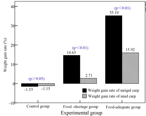 Figure 6. Comparison of mrigal and mud carp weight-gain ratio.