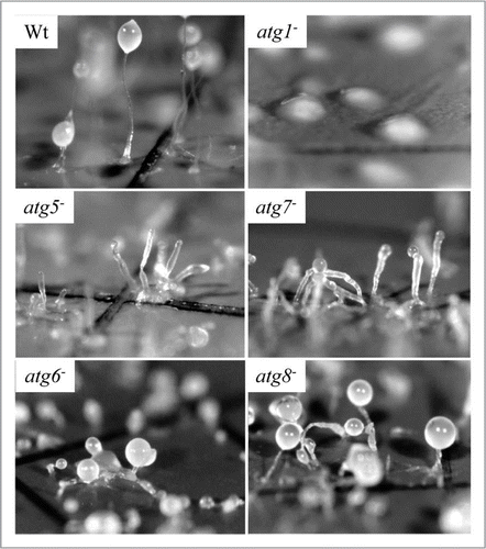 Figure 5 Dictyostelium autophagy mutants vary in the severity of their developmental phenotype. Amoebae were photographed following multicellular development on nitrocellulose filters. Wild-type (Wt) Dictyostelium elaborate fruiting bodies. Amoebae lacking ATG1 form loose mounds that rarely develop further. Amoebae lacking either ATG5 or ATG7 form multi-tipped aggregates, which form abnormal, small fruiting bodies at the end of thickened stalks; viable, detergentresistant spores are not produced. Mutants lacking either ATG6 or ATG8 form multi-tipped aggregates with small, but otherwise normal fruiting bodies; some viable, detergent-resistant spores are formed by these mutants. This research was originally published in the Journal of Biological Chemistry: parts Wt, atg5− and atg7− as Figure 3A, C and E, respectively, in Otto et al. Macroautophagy is required for multicellular development of the social amoeba Dictyostelium discoideum. J Biol Chem 2003; 278:17636–45 and parts atg1−, atg6− and atg8− as Figure 3B, G and H, respectively, in Otto, et al. Dictyostelium macroautophagy mutants vary in the severity of their developmental defects. J Biol Chem 2004; 279:15621–9. ©The American Society for Biochemistry and Molecular Biology.