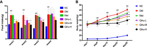 Figure 2 The effects of Met and Qihu on food intake and body weight in db/db mice. The db/db mice were treated with 0.3% sodium carboxymethyl cellulose (CMC-Na, used as DM control), Met or different doses of Qihu as described in methods. BKS mice were used as the negative control group, which was intragastrically administered with 0.3% CMC-Na. (A) The food intake was measured for 3 consecutive days every week for 4 weeks, and then the average food intake per animal was calculated. (B) The body weight was monitored once a week. All data were expressed as mean ± SD (n = 7–8). ## p < 0.01 vs NC, *p < 0.05 or **p < 0.01 vs DM.