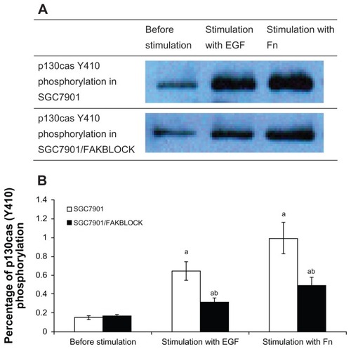 Figure 4 (A) p130cas(Y410) phosphorylation in SGC7901 and SGC7901/FAKBLOCK with stimulation of EGF or Fn respectively. (B) Digital analysis of western blot (χ̄ ± s, n = 3).Abbreviatons: EGF, epidermal growth factor; Fn, fibronectin.