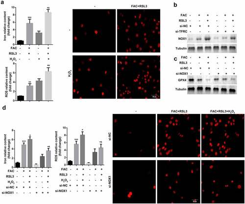 Figure 2. Iron uptake-induced activation of ROS signaling promoted the ferroptosis of KGN cells