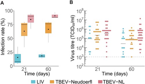 Figure 6. Infection rates with, and virus titres of, different tick-borne flaviviruses in Ixodes ricinus nymphs collected from forest plots near Haarle. Ixodes ricinus nymphs were blood-fed on virus-spiked blood and incubated for 21 or 60 days post engorgement (dpe). Data are shown for three individual replicates making totals of 70, 95 and 97 ticks for LIV, TBEV-Neudoerfl and TBEV-NL at 21 dpe, respectively and with totals of 116, 198 and 208 ticks for LIV, TBEV-Neudoerfl and TBEV-NL at 60 dpe, respectively. (A) Infection rates were determined by infectivity assays on Vero cells and shown as the median infection rate of three replicates. Incubation time did not affect infection rate (LRT, p > 0.05). Differences between virus infection rates were significantly different for all combinations (Tukey's HSD, p < 0.001). The mean infection rate is shown as black dot. (B) Virus titres are shown as the TCID50/mL determined by EPDA. The horizontal bar represents the median viral titre per treatment. Viral titres decreased significantly over time (LRT, p < 0.05). Estimated marginal mean viral titres for both timepoints differed only significantly between TBEV-NL and LIV, with TBEV-NL having significantly higher viral titres (Tukey's HSD, p < 0.01). Dashed line indicates the detection limit of the end-point dilution assay at 1 × 103 TCID50/mL.