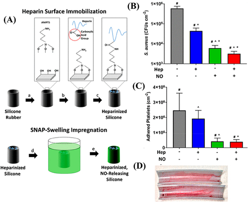 Figure 9 (A) Schematic demonstration for Hep (heparin) immobilization on SR (silicone rubber) followed by NO (nitric oxide) donor SNAP (S-nitroso-N-acetyl penicillamine) impregnation by swelling, resulting in a heparinized NO-releasing surface; (B) S. aureus adhesion; and (C) platelet adhesion on unmodified SR, SR modified only with Hep, SR modified only with SNAP, and SR modified with Hep and SNAP; and (D) photograph display Hep–NO–SR catheter tubes after four hours in an extracorporeal circuit model showing minimal thrombogenesis.