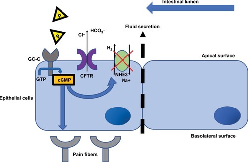 Figure 1 Mechanistic action of plecanatide (P, yellow triangles) in the GI tract.