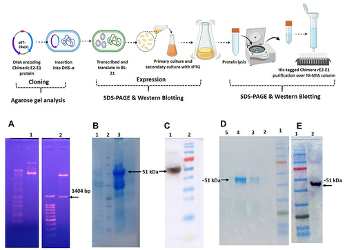 Figure 4 (A) Agarose gel analysis showing isolated plasmid. Lane 1 represents pET28a insert with E2-E1 from transformed BL21; lane 2 represents restriction digestion of E2-E1 with BamHI and HindIII, respectively. (B) Analysis of SDS-PAGE showing expression of recombinant E2-E1 protein (51 kDa) of CHIKV induced by IPTG at 37°C. Lanes 1, 2, 3, and 4 represent the vector without insert, molecular weight marker (kDa), pellet induced with 0.5 mM IPTG, and uninduced bacterial pellet, respectively. (C) Western blot hybridization was performed using anti-His tag antibody to confirm the recombinant E2-E1 protein expression after induction with 0.5 mM IPTG at 37°C. Lane 1 represents expressed rE2-E1 protein (51 kDa); lane 2 indicates molecular weight marker. (D) SDS-PAGE gel image representing the elution profile of Ni-NTA column chromatography. Lanes 1, 2, 3, 4, and 5 indicate molecular weight marker, and elution with 100, 150, 300, and 500 mM imidazole, respectively. (E) Western blot profile of purified rE2-E1. Lane 1 represents molecular weight marker; lane 2 represents purified rE2-E1 of molecular mass ~51 kDa.