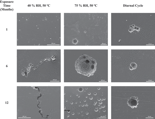 Fig. 14. Post-exposure exemplar SEM images post removal of corrosion products and residual salts and dust for 300 μg/cm2 of sea salt and 300 μg/cm2 of SIL-CO-SIL 75 dust at three exposure times: 1, 6, and 12 months.