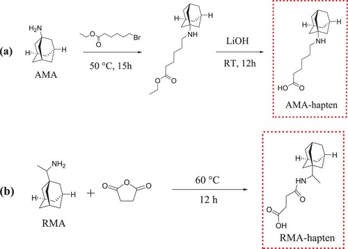 Figure 2. The synthetic schemes of haptens for AMA. (a) The hapten (AMA-hapten) was synthesized by a nucleophilic substitution reaction. (b) The hapten (RMA-hapten) was synthesized by a succinic anhydride method.