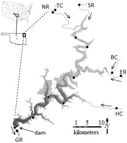 Figure 1. Location of Grand Lake in Oklahoma and the United States. Arrows indicate direction of water flow from major tributaries the Neosho River (NR), the Spring River (SR), and the Elk River (ER) and minor tributaries Tar Creek (TC), Buffalo Creek (BC), and Honey Creek (HC) through the reservoir and into the Grand River (GR). Circles indicate locations where water and suspended sediment samples were collected, although samples were not collected at all locations on all sampling excursions. Gray-black shading indicates relative depth between the shoreline and the dam face, where water is usually 36 m deep. Map adapted from OWRB (Citation2009).