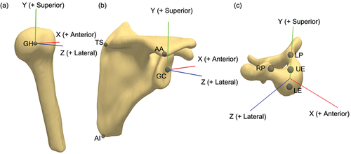 Figure 1. Local coordinate systems for the (a) humerus, (b) scapula and (c) vertebra.