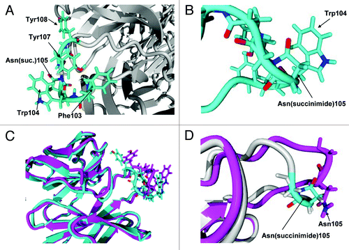 Figure 12. (A) Hydrophobic rich region in CDR3. There are four hydrophobic residues with high solvent accessibility shown in the figure: Phe103, Trp104, Tyr107 and Tyr108. (B) Expanded view of Asn(succinimide)105 and Trp104. The two π bond rich systems have close to a planar relationship as is typical for π stacking interactions. (C) Tertiary alignment of molecular models of Fabs. The energy minimized model of the CDR3 containing an asparagine at position 105 is shown in magenta and the energy minimized region showing the cyclic imide (succinimide105) is shown in teal. Changes to both structures are observed in both the backbone and side chain orientations within CDR3. (D) Comparison of the backbones of the two energy minimized regions of the native structure and the stable cyclic imide.