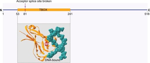 Figure 4 Affected site due to splicing mutation localization of the splice site mutation (NM_181486.2:c.243-1G>C) in a site of T-box domain (amino acid 81, arginine) near DNA binding site.