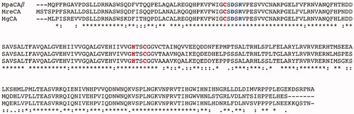 Figure 2. Multi-alignment of the β-CA polypeptide chains belonging to three Malassezia species, namely M. pachydermatis, M. restricta, and M. globosa. The multiple sequence alignment was obtained using the program MUSCLE. Legend: MpaCA, β-CA from M. pachydermatis; MreCA, β-CA from M. restricta; MgCA, β-CA from M. globosa; red amino acids, conserved residues present at the enzyme’s zinc-binding site; blue amino acids, conserved residues present at the enzyme’s catalytic dyad; asterisk indicates positions that have a single, fully conserved residue; colon indicates conservation between amino acids with strong chemico-physical properties; dot indicates conservation between amino acids with weak chemico-physical properties.