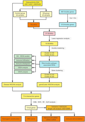 Figure 1. Study flow diagram. GEO: gene expression omnibus; DEG: differentially expressed gene; DEARGs: anoikid-related DEGs; GO: gene ontology; KEGG: Kyoto Encyclopaedia of Genes and Genomes; GSEA: gene set enrichment analysis; GSVA: gene set variation analysis; WGCNA: weighted gene co-expression network analysis; ROC: receiver operating characteristic.