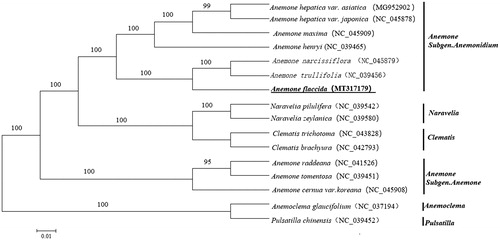 Figure 1. NJ tree based on 16 complete chloroplast genomes of Anemoneae species. The species A. flaccida is highlighted in bold.