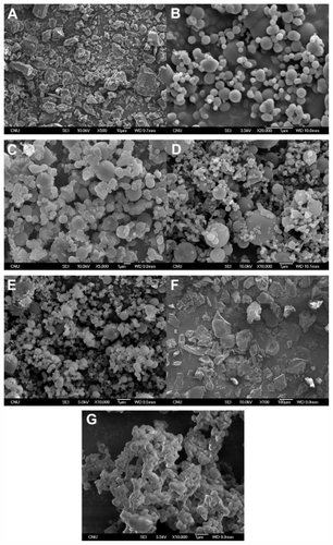 Figure 3 Scanning electron microscopic images of raw material (A) and sirolimus solid dispersion nanoparticles prepared by the supercritical antisolvent process: SR-PVP K30 (B), SR-PVP K30-TPGS (C), SR-PVP K30-SLS (D), SR-PVP K30-Sucroester 15 (E), SR-PVP K30-Myrj 52 (F), SR-PVP K30-Gelucire 50/13 (G).Abbreviations: SR, sirolimus; PVP, polyvinylpyrrolidone; TPGS, d-α-tocopheryl polyethylene glycol 1000 succinate.