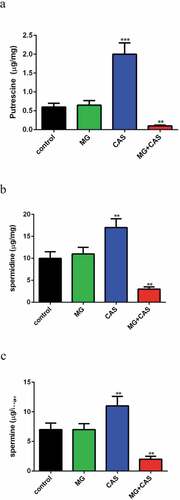 Figure 6. Measurement of polyamines contents. C. albicans SC5314 cells were exposed to 8 μg/ml MG, 0.125 μg/ml CAS alone or in combination for 4 h and the intracellular putrescine (a), spermidine (b) and spermine (c) were determined with HPLC. Data were shown as the mean ± standard deviation of the independent assays in triplicate. **, P< 0.01; ***, P< 0.001 as compared to the control group