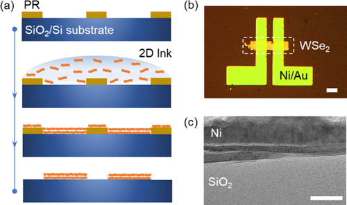 Figure 2. (a) Schematic of transistor fabrication by drop-casting with the 2D ink. (b) Optical micrograph of the as-fabricated WSe2 transistor (scale bar: 100 µm). (c) Cross-sectional TEM image of the WSe2 thin film on the Si/SiO2 substrate (scale bar: 20 nm).