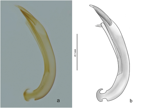 Figure 2. Aedeagus of O. (Cobalius) senczuki sp. n.; (a) (male holotype from Riserva Naturale Orientata dello Zingaro, Sicily, Italy), ZEISS® Axio Zoom V16 microscope photo, lateral view; (b) accurate drawing of the same (BX50 OLYMPUS® upright microscope, 400×), better evidencing the structure of the distal mobile lobe of the aedeagus (drawn slightly darker than reality, to better highlight its structure) and of a paramere. Scale bar: 0.1 mm.