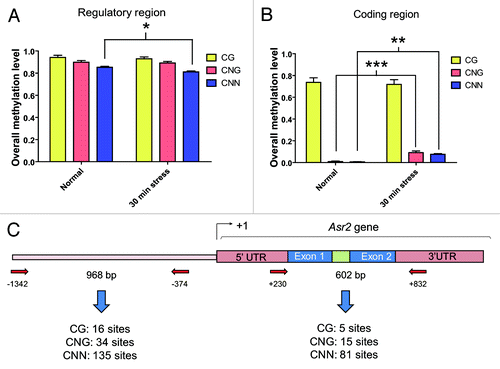 Figure 1. Overall methylation levels in the Asr2 regulatory region and gene body. Data were grouped by methylation context in the regulatory region, which is located upstream of the transcription start site (A), and coding region (B) under both normal conditions and after 30 min of water stress. (C) Schematic representation of the entire gene, aligned to (Aand B), showing the annealing positions of the primers relative to the +1 site designed for the post-bisulfite PCR analysis. The amplicon sizes and number of cytosine residues in each context existing in the amplicons analyzed for (Aand B) are also shown. The error bars indicate the standard error (SEM). The slight decrease in the overall CNN methylation in the regulatory region was significant (*P < 0.05). The increased values in the CNG (***P < 0.001) and CNN (**P < 0.01) methylation in the coding region were also significant. The bisulfite treatments were performed as indicated in Materials and Methods. The primers for post-bisulfite PCR are listed Table S1. GenBank accession numbers for Asr2: L20756, CU468249, and X74907.