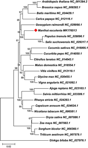 Figure 1. Neighbor-joining tree based on 23 conserved protein-coding genes of 25 plant mt genomes. Numbers on each node are bootstrap support values. Each genome’s accession number for tree construction is listed right to its scientific name.