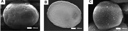 Figure 2. PVS-Ag modification changed the surface morphology and structure of ACPs-CS. SEM images of ACPs (A), ACPs-CS (B) and ACPs-CS-PVS-Ag (C).