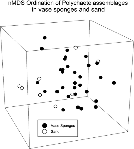 Figure 3. Three-dimensional nMDS ordination of polychaete assemblages in sediments of vase sponges and adjacent sand areas. (Stress = 19.22233; variation accountability = 67%.)