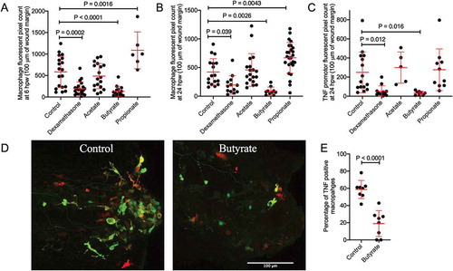 Figure 3. Butyrate reduces macrophage recruitment to the wound site and pro-inflammatory differentiation. (a) Macrophage fluorescent area at 6 hpw. (b) Macrophage fluorescent area at 24 hpw. (c) Total tnfa promotor fluorescent area at the wound site after 24 hpw. (d) Representative images of double transgenic red macrophage, green tnfa promoter activity embryos tail wounds at 24 hpw. Scale bar represents 100 µm. (D) Quantification of wound site tnfa expressing macrophages at 24 hpw.