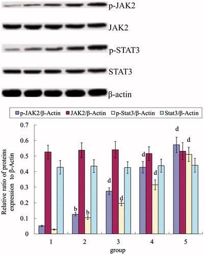 Figure 3. Effect of curcumin on myocardium JAK2, p-JAK2, STAT3 and p-STAT3 protein expression. bp < 0.01, compared with group 1; dp < 0.01, compared with group 2.