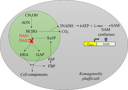 Figure 1. Schematic diagram of SAM production by recombinant K. phaffii. AOX, alcohol oxidase; DAS1/2-dihydroxyacetone synthase; DHA, dihydroxyacetone; GAP, glyceraldehyde 3-phosphate; Xu-5P, xylulose 5-phosphate; FBP, fructose 1,6, bisphosphate; F6P, fructose 6–phosphate; SAM, S-adenosylmethionine.