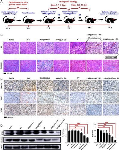 Figure 5 (A) Experimental schematic of NRA@DH Gel- mediated synergistic therapy in two stages (7 days per stage for a total of 14 days, single dose of 0.85 mg As kg−1 body weight). GL261 tumor-bearing mice were randomly divided into seven groups. (B) Images of H&E and Masson staining of tumor tissues after 16 days of treatment. (C) IHC staining for HIF-1α, CD31 and Ki-67 in tumor tissue sections after 16 days of treatment. (D) Western blotting of Flot 2 and GPR 56 in tumor tissues from GL261 tumor -bearing mice (*p < 0.05, **p< 0.01, ***p < 0.001).