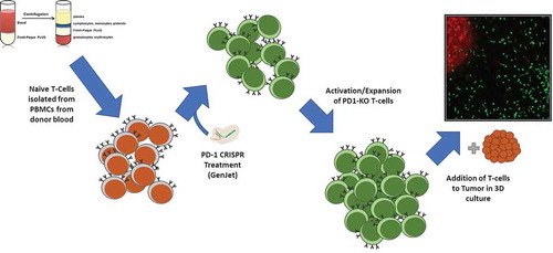 Figure 2. Method for knockout of PD-1 in T cells. PBMCs were isolated from patient blood samples, and T cells were further isolated from the PBMC population by FACS. Isolated naïve T cells were targeted via liposome-based transfection with a CRISPR construct plasmid and a GFP reporter. Successfully transfected cells were pooled and activated with a weak activation factor, and allowed to expand for several days. After expansion and confirmation of cytotoxic potential, the activated cells, tumor infiltration capacity was analyzed in 3D culture