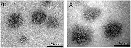 Figure 5 Characterization of NGs and NGs-GEM. (a) TEM image of NGs, (b) TEM image of NGs-GEM. (scale bar = 200 nm).