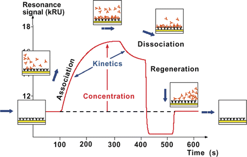 Figure 2. SPR optical biosensor sensorgram of the molecular interaction between the binder and immobilised surface. Source: Abery (Citation2001). Courtesy: Biacore International AB, GE Healthcare.