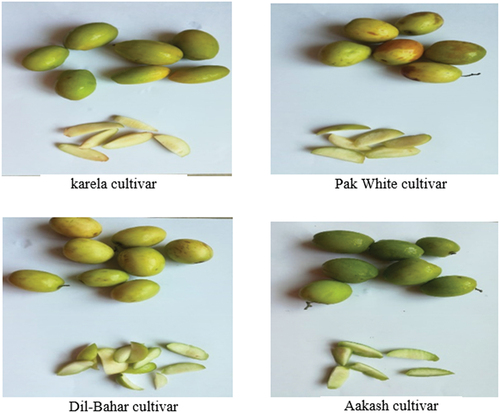 Figure 1. Random sampling from different cultivars.