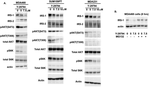Figure 5. Y-29794 inhibits the IRS1/AKT/mTORC1 pathway in triple-negative breast cancer cells