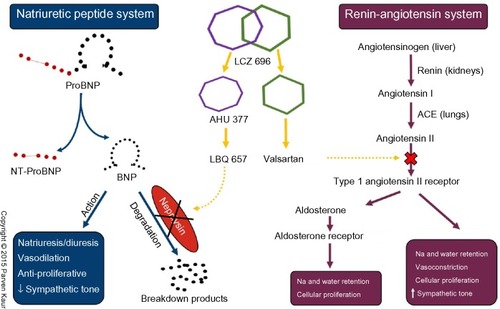 Figure 2 Schematic representation of mechanism of action of LCZ 696 on the natriuretic peptide and renin angiotensin systems.