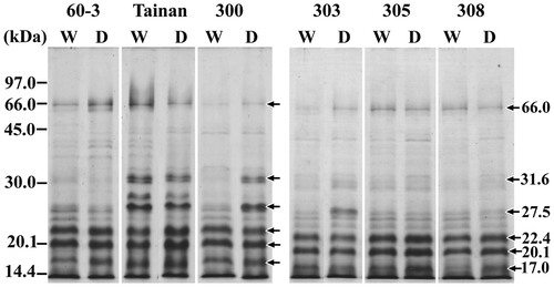 Fig. 1. SDS–PAGE profiles of crude prolamins from seeds of peanuts grown under the control watering (W) and drought (D) conditions.Notes: The peanut genotypes from left to right are KK 60-3, Tainan-9, ICGV 98300, ICGV 98303, ICGV 98305, and ICGV 98308.