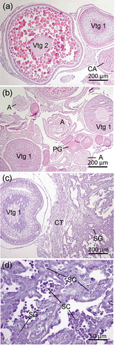 Figure 2. Histological characteristics of the bisexual gonads of the first specimen: (a) ovarian portion; (b) oocyte resorption area near testicular and ovarian tissue junctions; (c) testicular and ovarian tissue junctions; (d) testicular portion of ovotestis. Abbreviations: CT—connective tissue, PG—primary growth, CA—cortical alveolar, Vtg1—primary and Vtg2—secondary vitellogenic oocytes, A—atretic follicles, SG—spermatogonia, SC—primary spermatocyte.