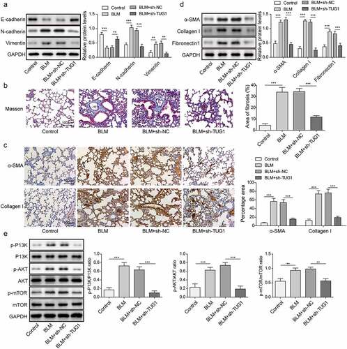 Figure 8. LncRNA TUG1 silencing suppressed EMT and pulmonary fibrosis in BLM-induced IPF in rats.
