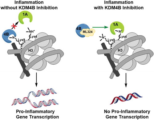 Figure 6. A schematic illustration of the mechanism of KDM4B inhibition-mediated immunosuppression. KDM4B activity inactivates KDM1A and allows for active transcription of pro-inflammatory cytokines while KDM4B inhibition allows for active demethylation by KDM1A, reducing pro-inflammatory cytokine production.