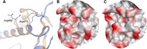 Figure 5 The active site of two crystal structures of CDC25B aligned on each other.
