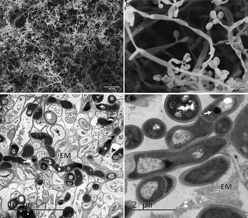 Figure 6. Electron micrographs of CAs produced by B. pseudobassiana after 72 h post-incubation in water agar. A and B Scanning electron micrographs of CAs showing mycelium and phialide details. C and D. Ultrathin sections of hyphae division with melanin deposits (white arrows)