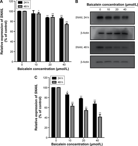 Figure 10 Baicalein suppresses the expression of SNAIL in MDA-MB-231 cells.