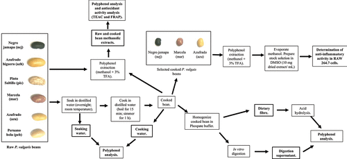 Figure 1. Native Mexican common beans (P. vulgaris) analysed and diagram of the methodology performed in this study.Figura 1. Frijoles comunes mexicanos (P. vulgaris) analizados y diagrama de la metodología llevada a cabo en el presente estudio