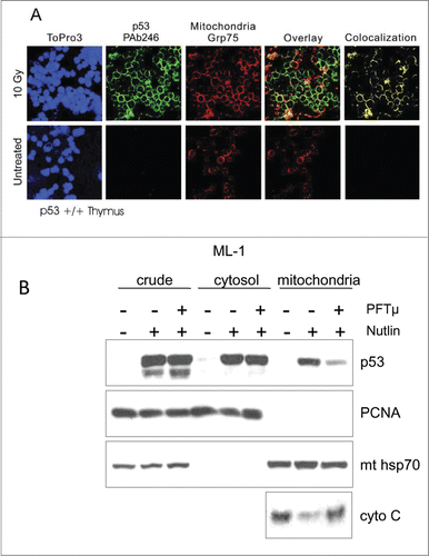 Figure 1. (A) Detection of stress-induced mitochondrial p53 accumulation in vivo by confocal immunofluorescence. Colocalization of p53 and mitochondrial marker protein Grp75 (mthsp70) in irradiated thymus. Normal mice were subjected to 10 Gy γIR or left untreated. After 2 h, tissue smears were prepared from thymi and double-stained with monoclonal anti-p53 antibody PAb 246 followed by FITC-goat anti-mouse antibody and a rabbit anti-Grp75 antibody followed by TRITC-donkey anti-rabbit antibody. Untreated cells exhibited no detectable staining with PAb 246. In contrast, all irradiated thymocytes exhibited prominent, finely punctated perinuclear ring staining, which exceeded the concomitant faint nuclear staining at this time point. Cytoplasmic p53 largely co-localized with mitochondria (yellow only). Nuclei were counterstained with ToPro3. (B) Inhibition of mitochondrial p53 translocation by PFTμ inhibits Mdm2 inhibitor Nutlin-induced apoptosis. Pre-treatment of ML-1 cells with PFTμ, a specific inhibitor of p53's association with mitochondria (see text), results in markedly reduced p53 translocation and reduced cytochrome C release in response to Nutlin treatment. ML-1 cells were pre-treated with 25 μM PFTμ for 2 h before adding 10 μM Nutlin for 12 h, followed by mitochondrial fractionation and immunoblotting as indicated. PCNA serves as loading control and nuclear contamination marker. mthsp70 is the loading control for mitochondria.