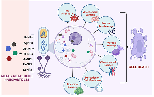 Figure 4 Diverse mechanisms involved in the antimicrobial activities exhibited by metal and metal-oxide nanoparticles.